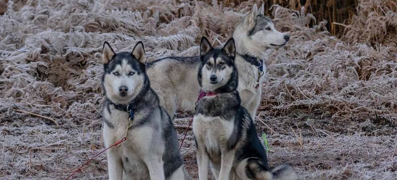 shwa husky rescue