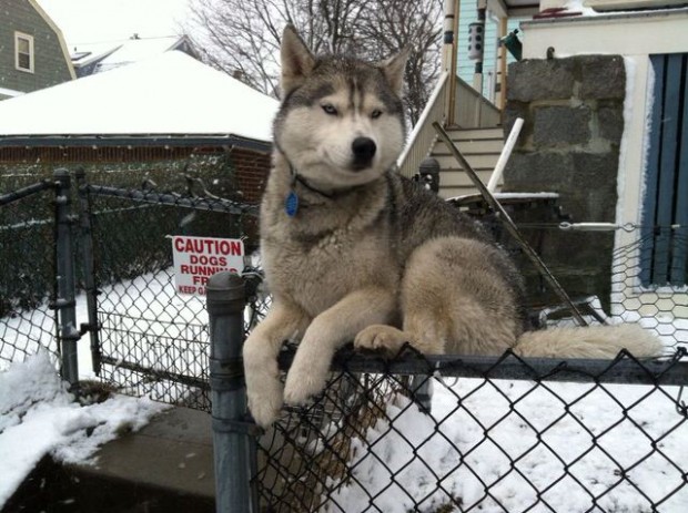 husky on a fence